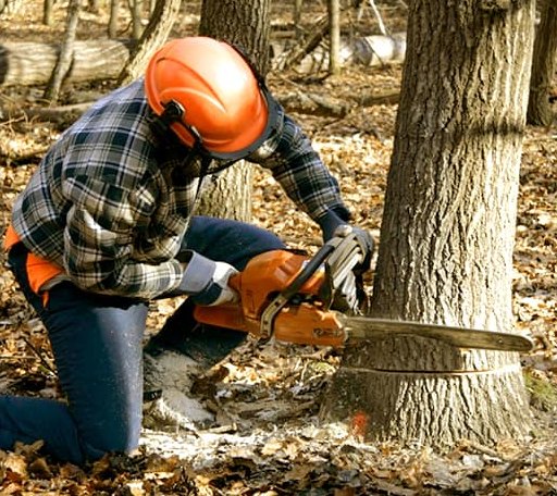 Tree Removal in Gwynn Oak, MD